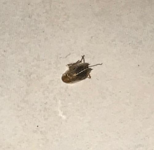 Ectobius sp.