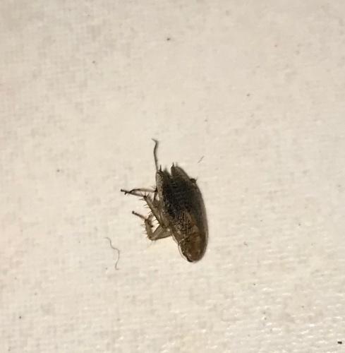Ectobius sp.