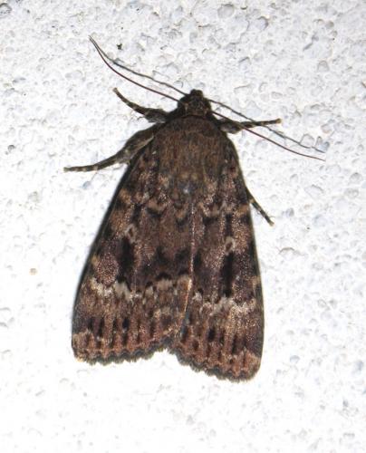 Amphipyra berbera