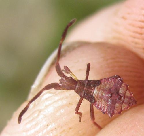 Réf. 236 038 : Haploprocta sulcicornis