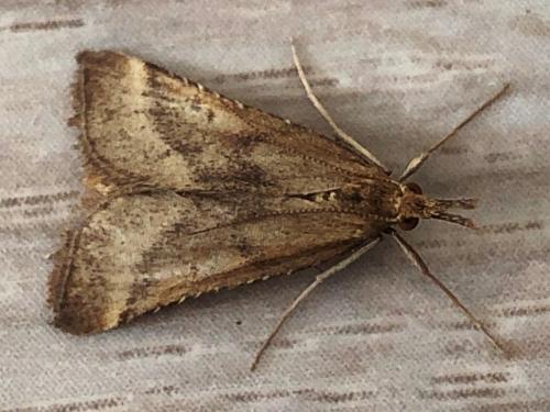 Réf. 236 059 : Synaphe punctalis