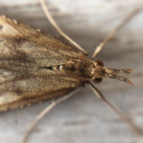 Réf. 236 058 : Synaphe punctalis