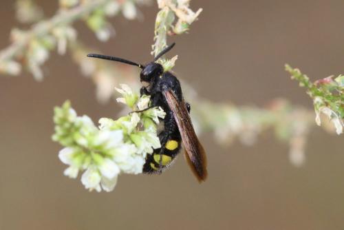 Réf. 236 043 : Scolia fuciformis