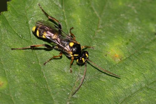 Listrodromus nycthemerus