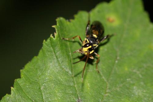 Listrodromus nycthemerus