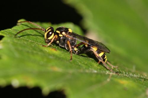 Listrodromus nycthemerus