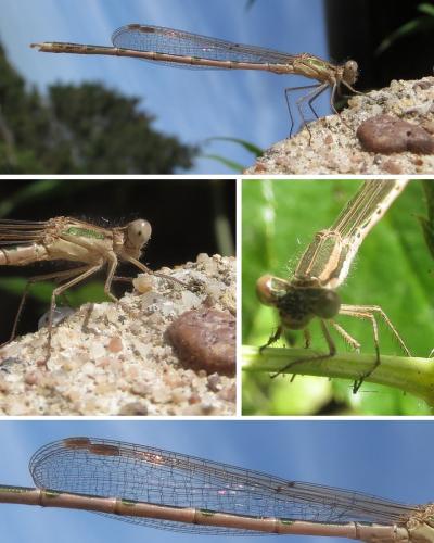 Réf. 236 014 : Sympecma fusca