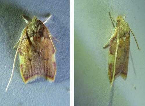 Réf. 236 231 : Carcina quercana
