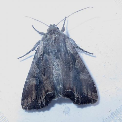 Réf. 236 545 : Lacanobia suasa