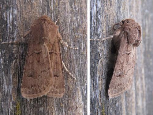 Réf. 236 884 : Agrotis bigramma