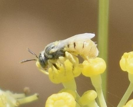 Réf. 236 053 : Nomioides sp.