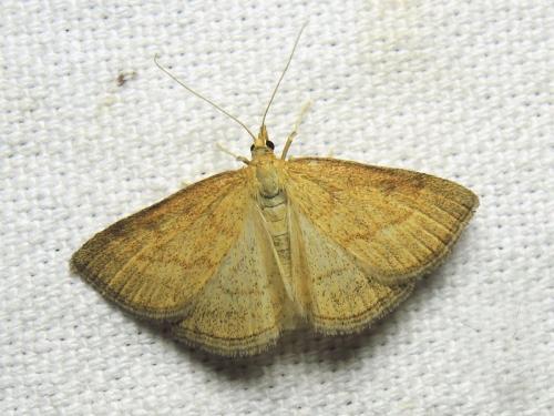 Réf. 236 074 : Psammotis pulveralis
