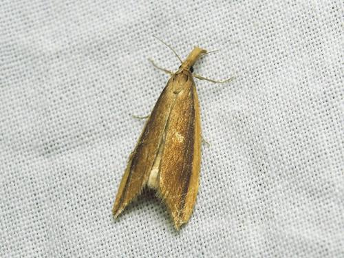 Donacaula mucronella