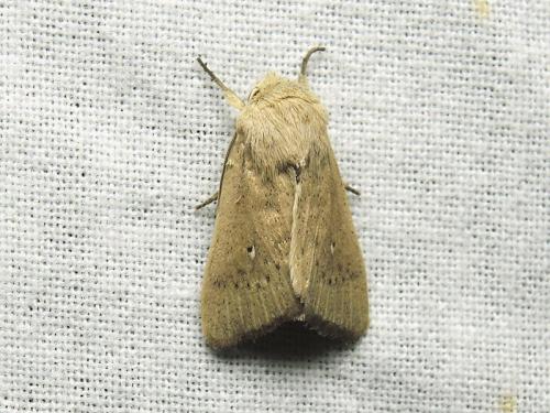 Mythimna sicula