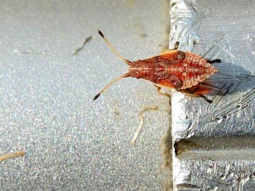Réf. 236 770 : Cymodema tabida tabida