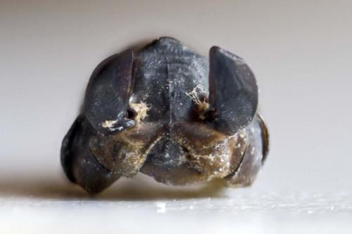 Liponeura cinerascens