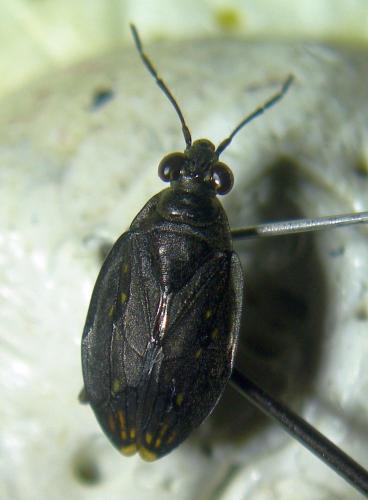 Salda sp.