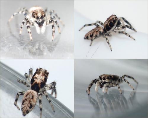 Salticus zebraneus