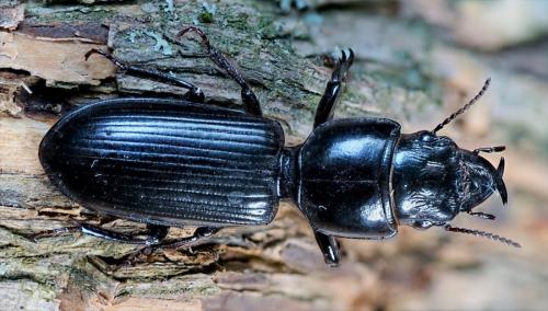 Scaritinae