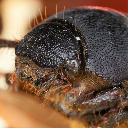 Nigrotrichia sp.