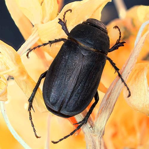 Nigrotrichia sp.