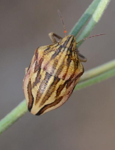 Réf. 236 156 : Odontotarsus purpureolineatus