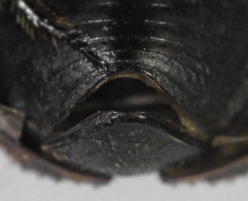 Réf. 236 420 : Onthophagus sp.