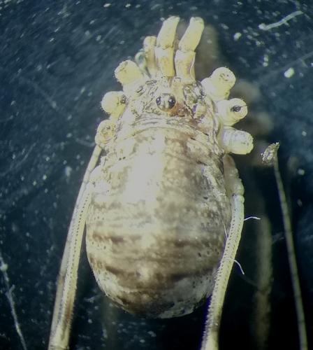 Réf. 236 768 : Opilio saxatilis