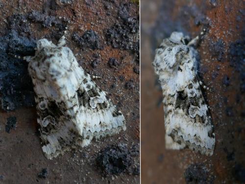 Réf. 236 658 : Hecatera bicolorata
