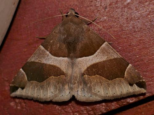 Réf. 236 922 : Dysgonia algira