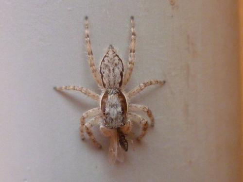 Menemerus bivittatus