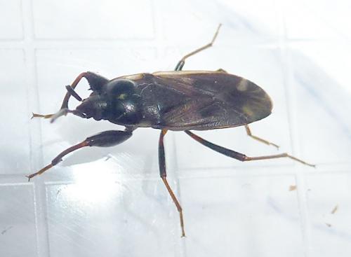 Réf. 236 477 : Eremocoris fenestratus