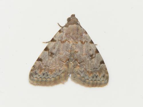 Réf. 236 024 : Metachrostis velox