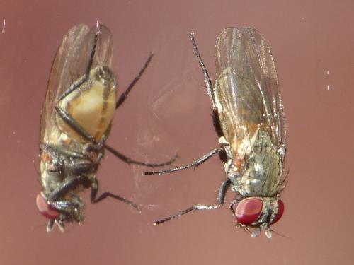Fannia canicularis