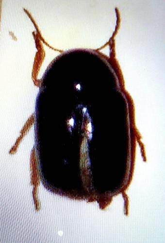 Réf. 236 314 : Cryptocephalus crassus