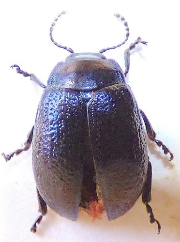 Réf. 236 754 : Chrysolina interstincta