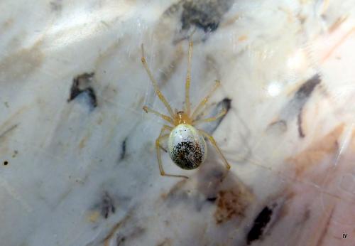 Enoplognatha sp.