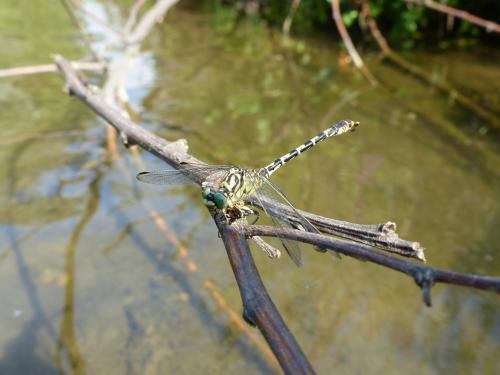 Réf. 236 491 : Onychogomphus forcipatus