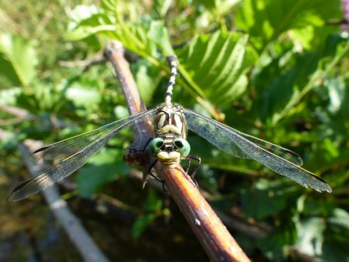 Réf. 236 492 : Onychogomphus forcipatus