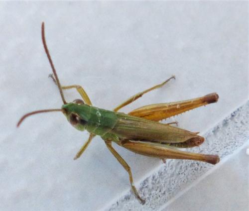 Réf. 236 012 : Pseudochorthippus parallelus parallelus