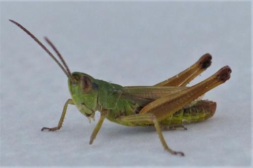 Réf. 236 013 : Pseudochorthippus parallelus