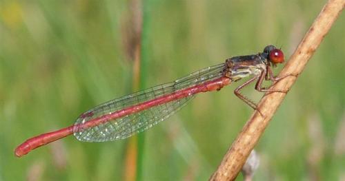 Réf. 236 426 : Ceriagrion tenellum
