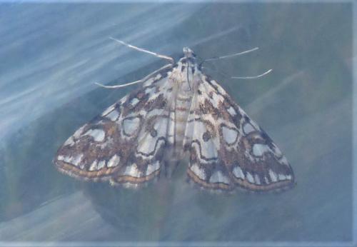 Réf. 236 433 : Elophila nymphaeata