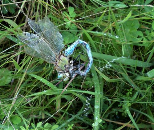 Anax imperator