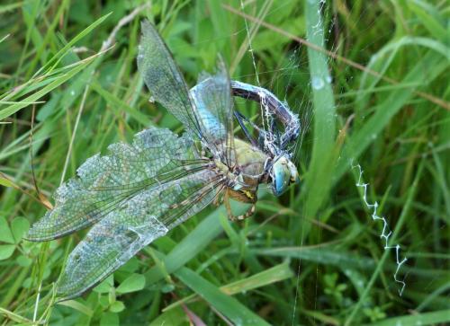 Anax imperator
