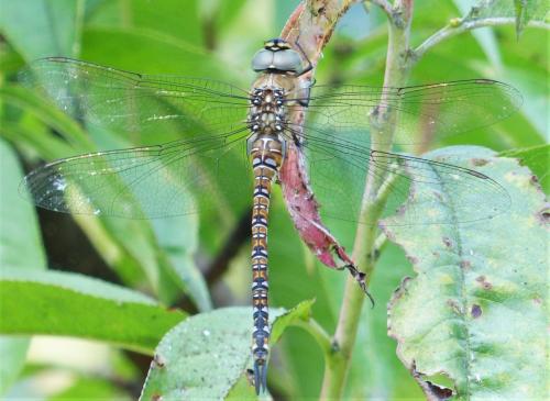 Réf. 236 452 : Aeshna mixta