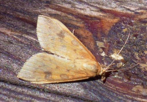Réf. 236 644 : Udea ferrugalis