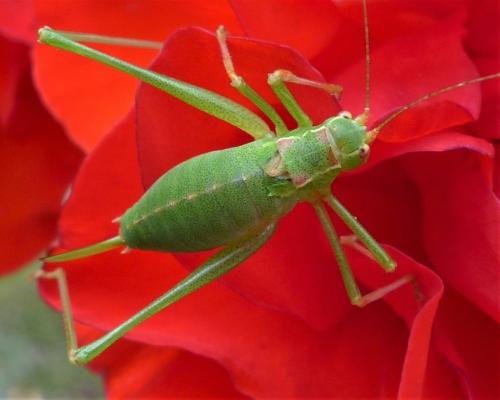 Réf. 236 619 : Leptophyes punctatissima