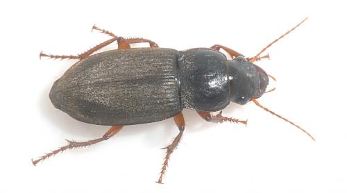 Pseudoophonus rufipes