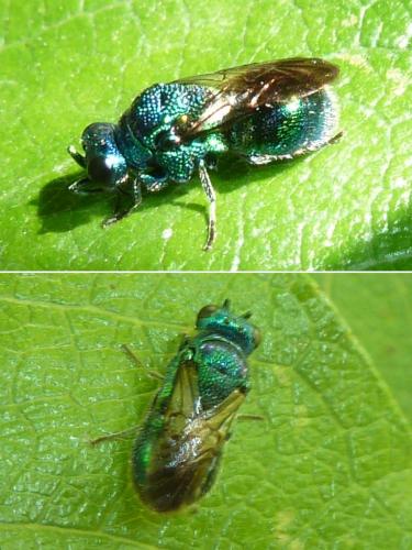 Réf. 236 004 : Pseudomalus (pusillus-violaceus)